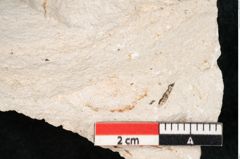 Foto (Detailansicht) von Hypnum sagorianum Ettingshausen (NHMW-GEO-2024-0188-6728)